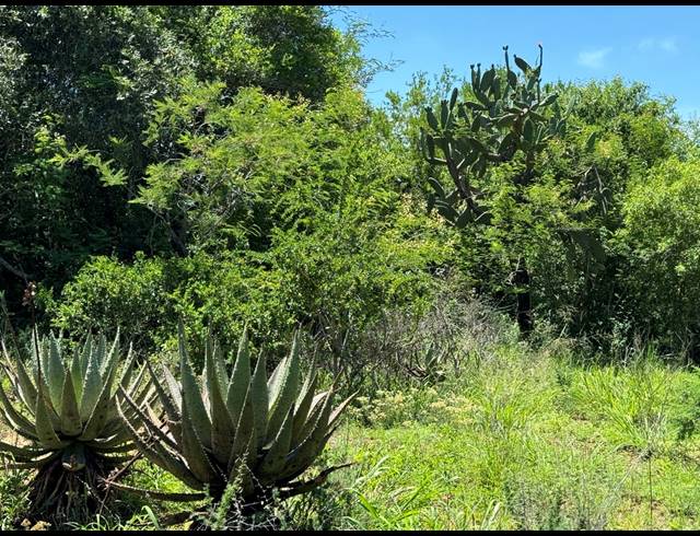 56HA FARM FOR SALE IN WEENEN